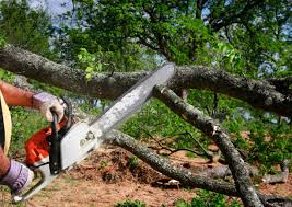 Best Stump Grinding and Removal  in Bolinas, CA