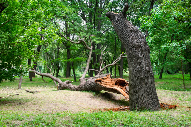 Best Utility Line Clearance  in Bolinas, CA