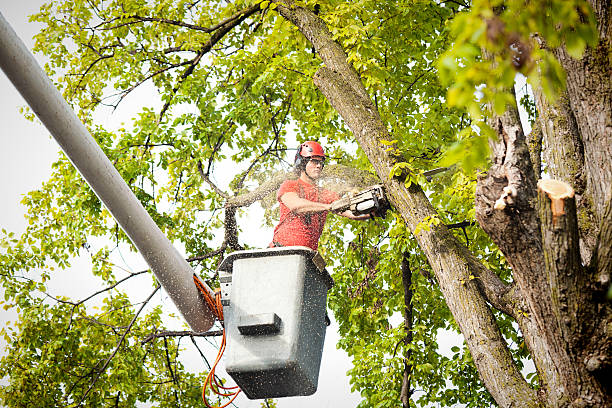 Leaf Removal in Bolinas, CA