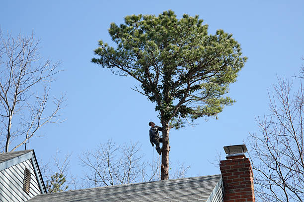 Best Arborist Consultation Services  in Bolinas, CA